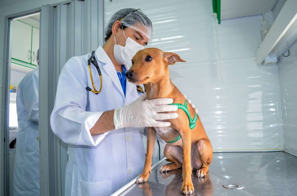 Governo do Estado criará programa de proteção e cuidados animal
