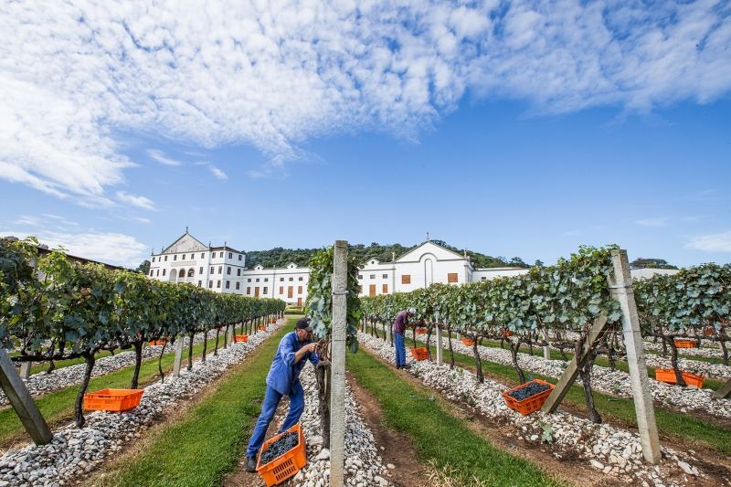 Vinícola americana contrata amantes de vinho por R$ 55 mil e aluguel moradia gratuito