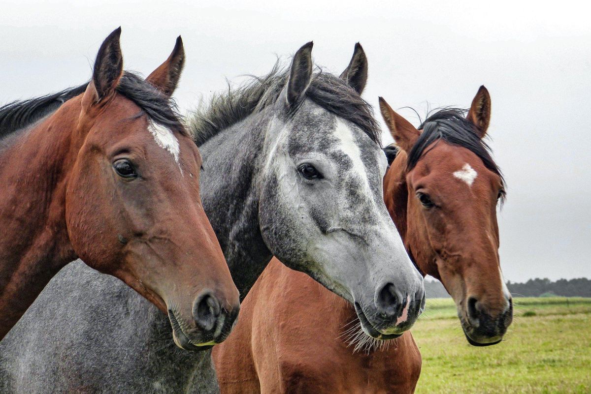 Marca de rações ‘Nutratta Nutrição’ é suspensa após suspeita por morte de 122 cavalos